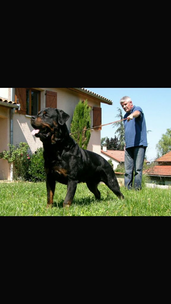 Les Rottweiler de l'affixe De La Vallee Du Mont Thou