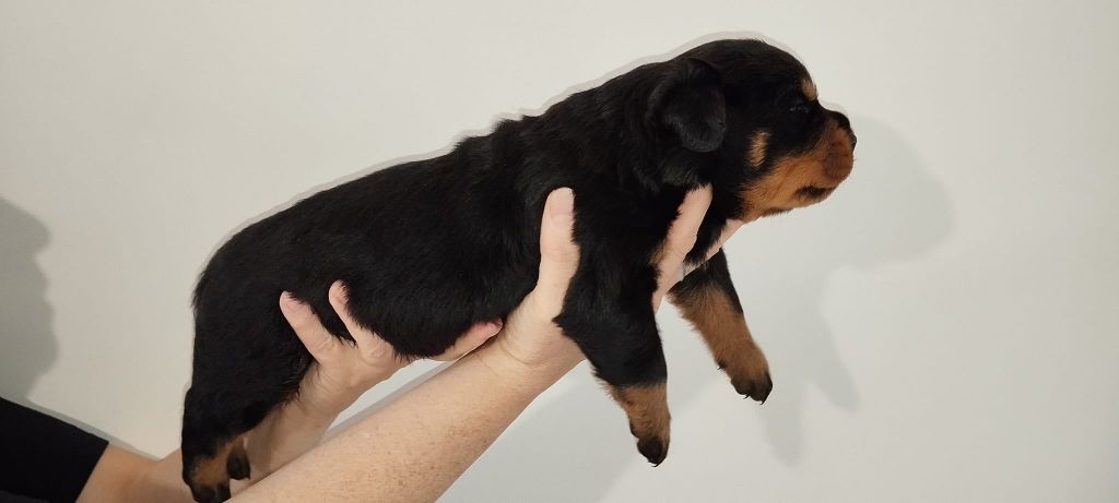 CHIOTS