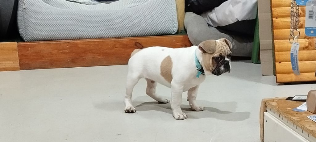 De La Vallee Du Mont Thou - Bouledogue français - Portée née le 06/08/2023